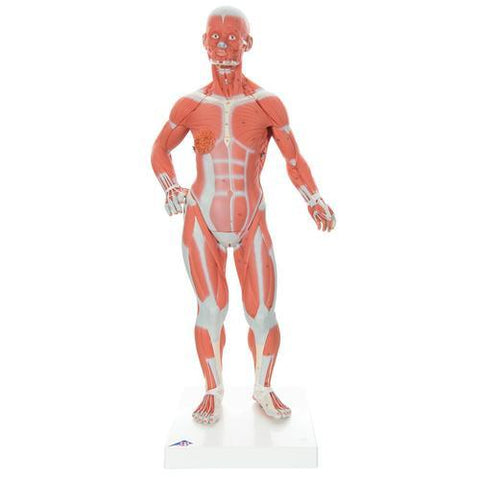 Image of 3B Scientific 1/3 Life-Size Muscle Figure, 2-part