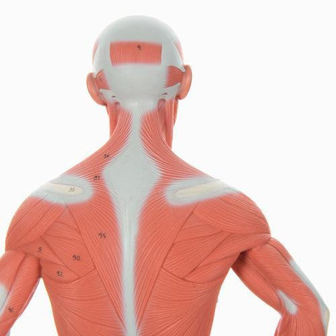 Image of 3B Scientific 1/3 Life-Size Muscle Figure, 2-part