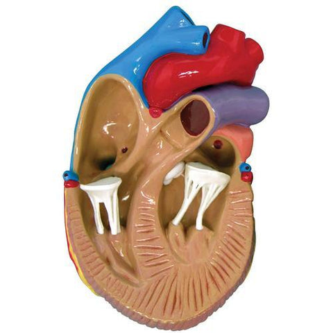 Image of 3B Scientific 3-Mini Heart Model Set