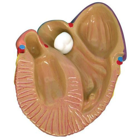 Image of 3B Scientific 3-Mini Heart Model Set