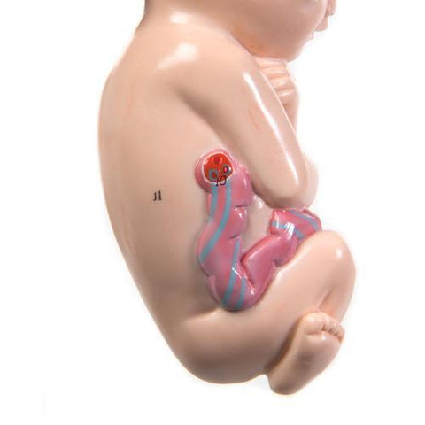 Image of 3B Scientific 3rd trimester pregnancy insert