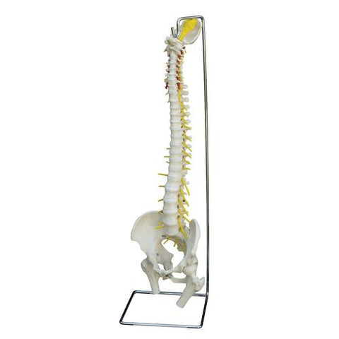Image of 3B Scientific Physiological Spine with Soft Discs and Stand
