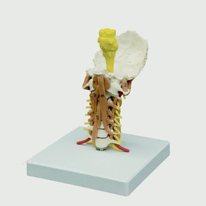 3B Scientific Cervical Spine Model with Muscles