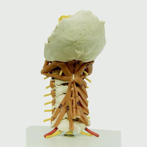Image of 3B Scientific Cervical Spine Model with Muscles