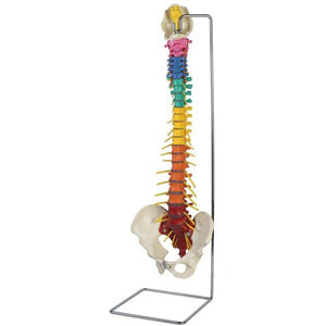 3B Scientific Flexible Dorn spine with femur heads and stand