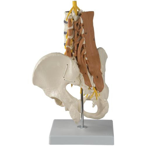 3B Scientific Pelvic Model with Lumbar Spine Muscles