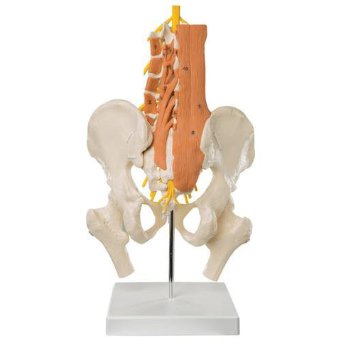 Image of 3B Scientific Pelvic Model with Lumbar Spine Muscles and Femur Heads