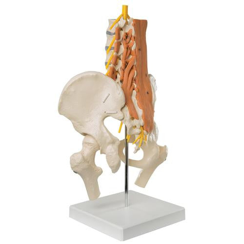 3B Scientific Pelvic Model with Lumbar Spine Muscles and Femur Heads