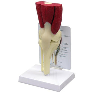 3B Scientific Muscled Knee Model