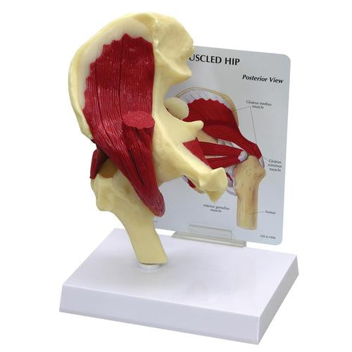 3B Scientific Muscled Hip Model