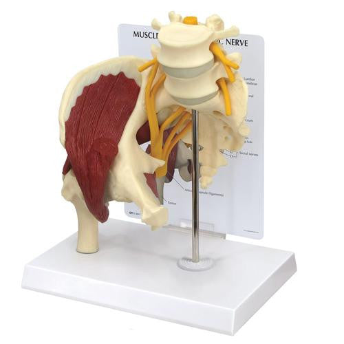 3B Scientific Muscled Hip with Sciatic Nerve