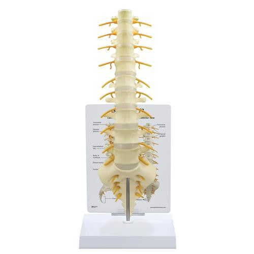 3B Scientific Sacrum -T8 Spine Model