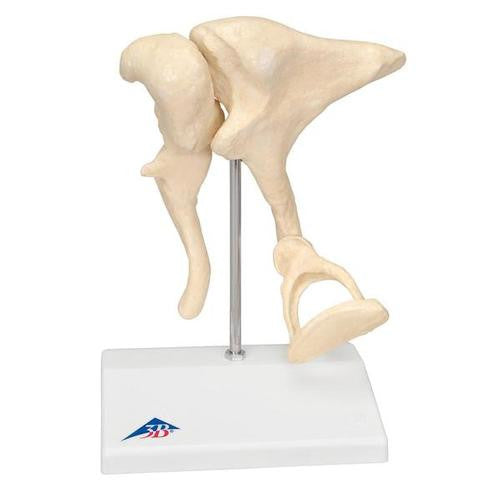 3B Scientific Ossicle Model | 20 times life size
