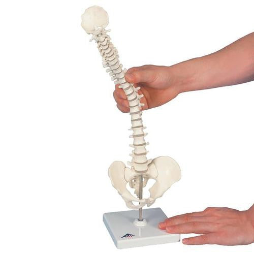 3B Scientific Mini Human Spinal Column Model - Flexible, on Base