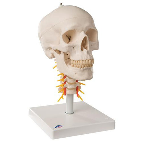 Image of 3B Scientific Human Skull Model on Cervical Spine, 4 part