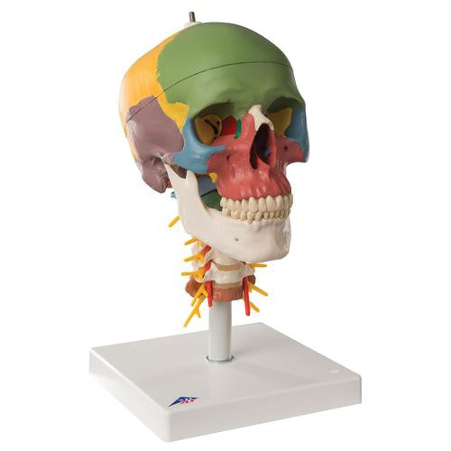 3B Scientific Didactic Human Skull Model on Cervical Spine, 4 part