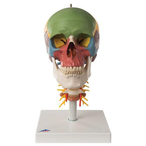 Image of 3B Scientific Didactic Human Skull Model on Cervical Spine, 4 part