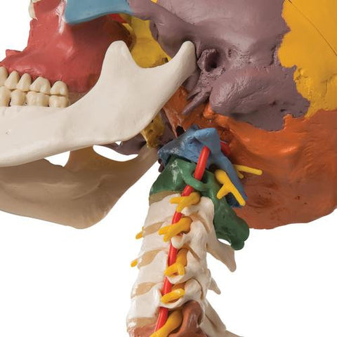 Image of 3B Scientific Didactic Human Skull Model on Cervical Spine, 4 part