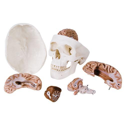 3B Scientific Classic Human Skull Model with 5 part Brain