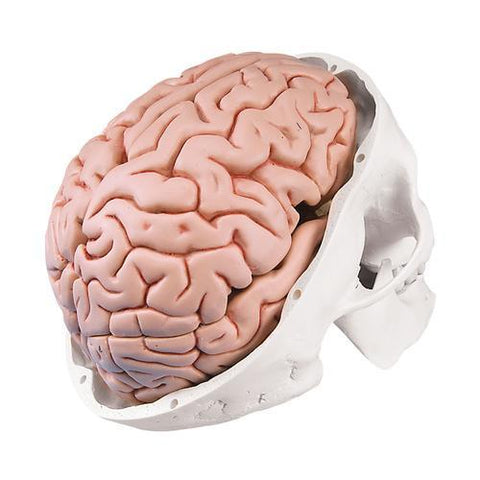 Image of 3B Scientific Classic Human Skull Model with 5 part Brain