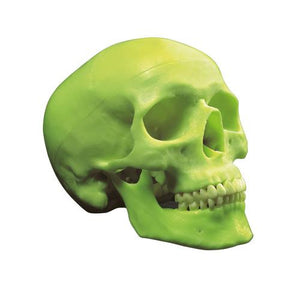 3B Scientific Glow in the Dark Skull Model