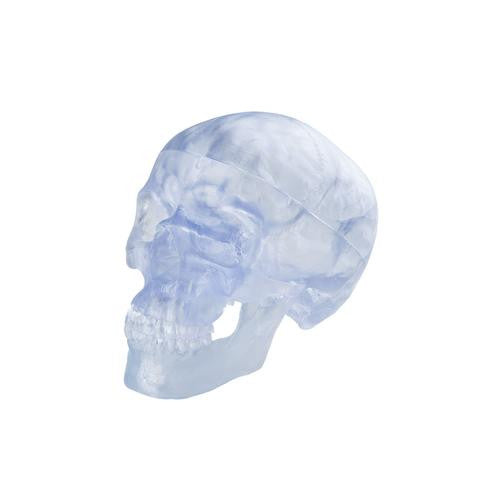 3B Scientific Transparent Classic Human Skull Model, 3 part