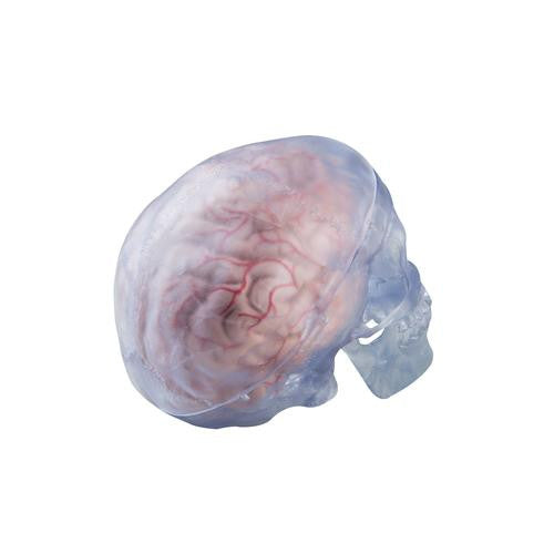 3B Scientific Transparent Classic Human Skull Model, 3 part
