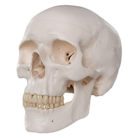 Image of 3B Scientific Classic Human Skull Model, 3 part