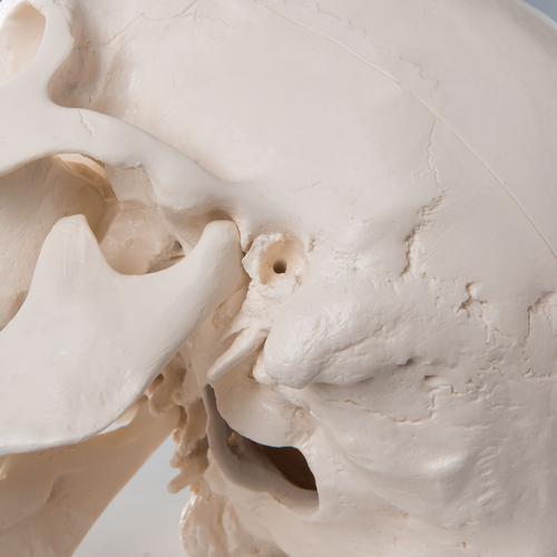 3B Scientific Classic Human Skull Model, 3 part