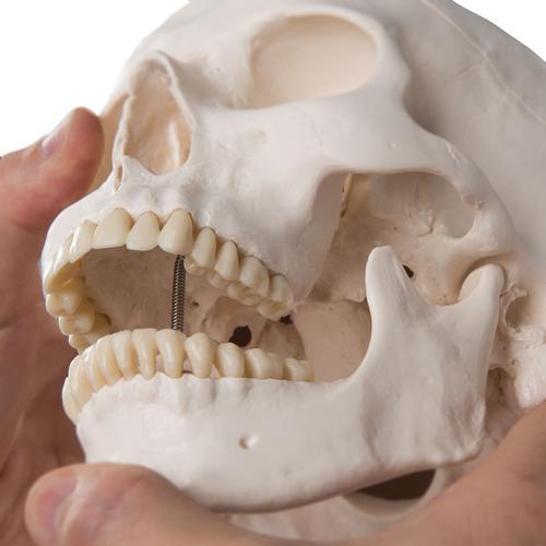 3B Scientific Classic Human Skull Model, 3 part