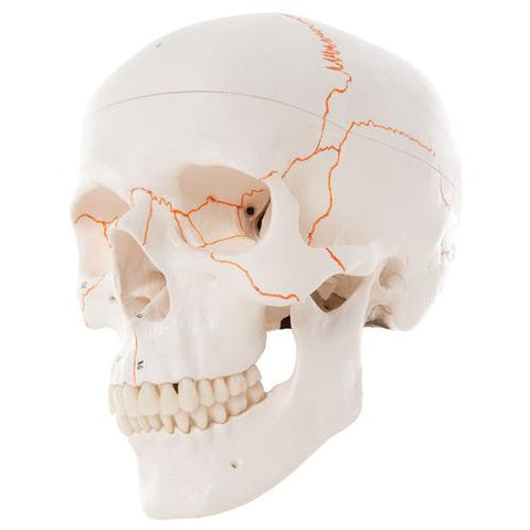 Image of 3B Scientific Numbered Human Classic Skull Model, 3 part