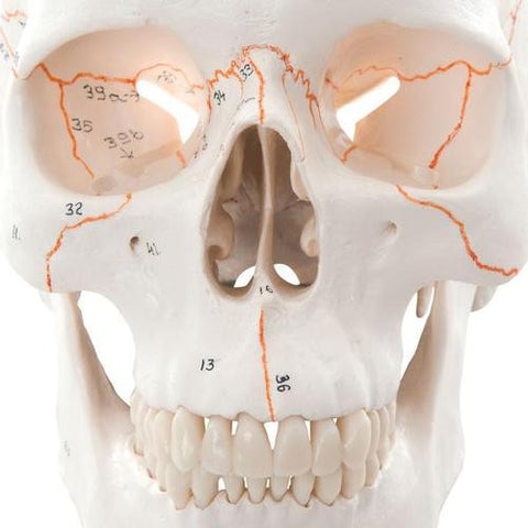 Image of 3B Scientific Numbered Human Classic Skull Model, 3 part