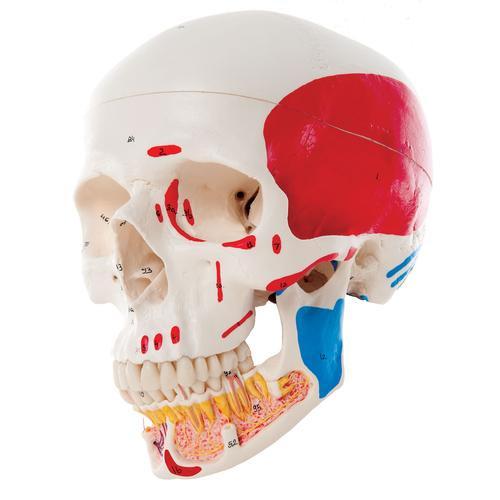 3B Scientific Classic Human Skull Model with Opened Lower Jaw, 3 part, painted