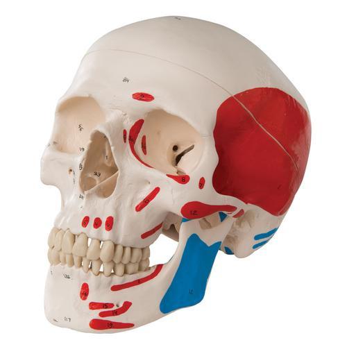 3B Scientific Classic Human Skull Model, painted, 3 part
