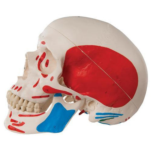 Image of 3B Scientific Classic Human Skull Model, painted, 3 part