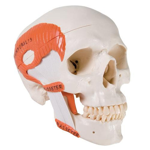 Image of 3B Scientific TMJ Human Skull Model, demonstrates functions of masticator muscles, 2 part