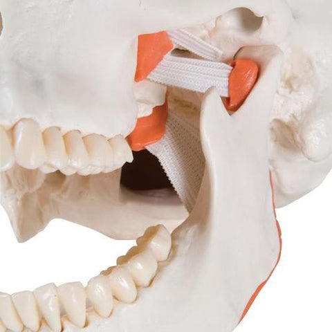 Image of 3B Scientific TMJ Human Skull Model, demonstrates functions of masticator muscles, 2 part