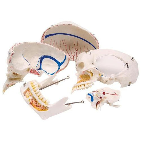 Image of 3B Scientific Deluxe Human Demonstration Dental Skull Model, 10 part