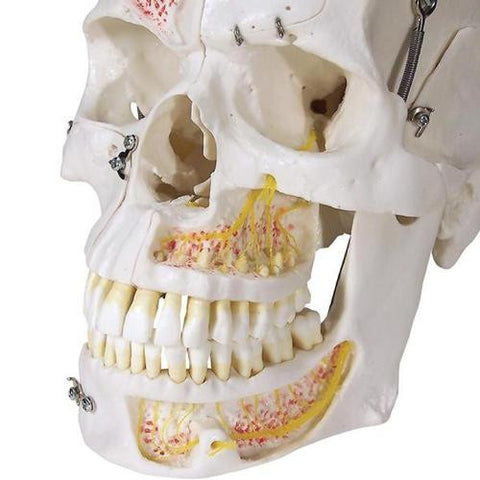 Image of 3B Scientific Deluxe Human Demonstration Dental Skull Model, 10 part
