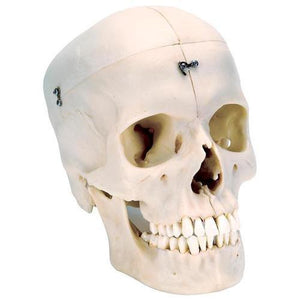 3B Scientific BONElike™ Human Bony Skull Model, 6 part