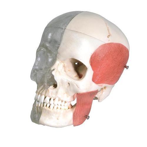 3B Scientific BONElike™ Human Skull Model, Half transparent and Half Bony, 8 part