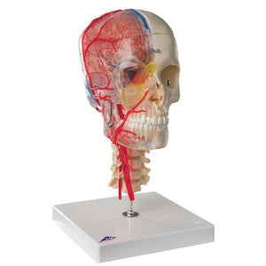 3B Scientific BONElike™ Human Skull Model, Half Transparent & Half Bony- Complete with  Brain and Vertebrae