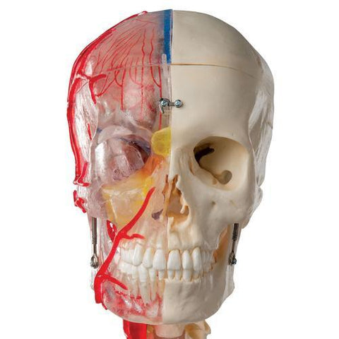 Image of 3B Scientific BONElike™ Human Skull Model, Half Transparent & Half Bony- Complete with  Brain and Vertebrae