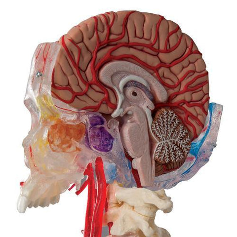 Image of 3B Scientific BONElike™ Human Skull Model, Half Transparent & Half Bony- Complete with  Brain and Vertebrae