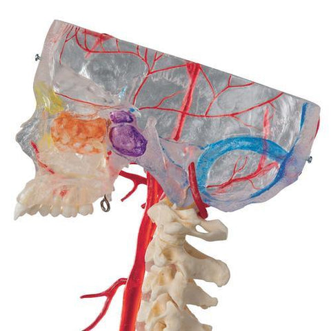 Image of 3B Scientific BONElike™ Human Skull Model, Half Transparent & Half Bony- Complete with  Brain and Vertebrae