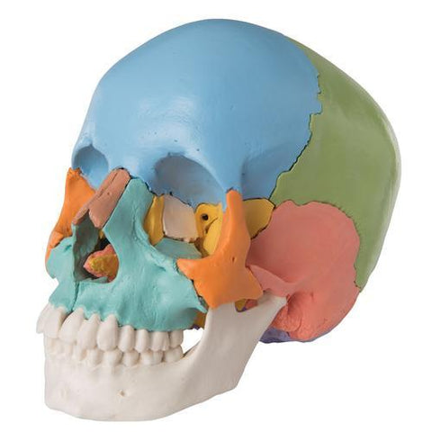 Image of 3B Scientific Beauchene Adult Human Skull Model - Didactic Colored Version, 22 part
