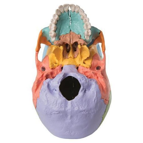 Image of 3B Scientific Beauchene Adult Human Skull Model - Didactic Colored Version, 22 part