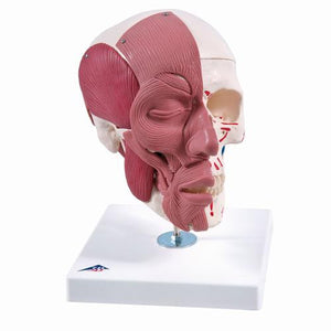 3B Scientific Skull with Facial Muscles