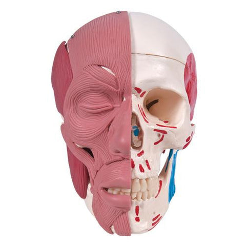 Image of 3B Scientific Skull with Facial Muscles