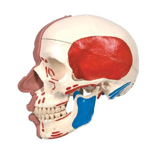 3B Scientific Skull with Facial Muscles
